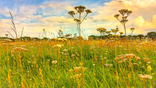 Scenic view of grassy field against sky