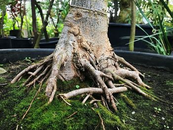 View of tree trunk