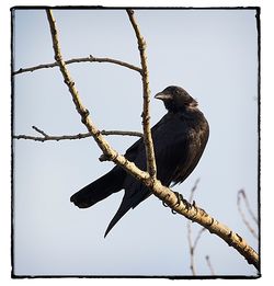 Low angle view of bird perching on branch against sky
