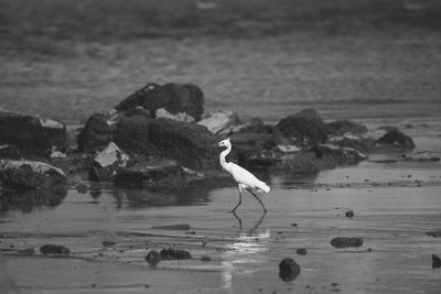 View of seagull drinking water from a lake