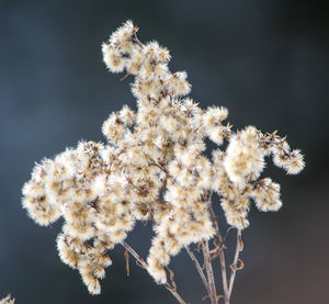 Close-up of flowers against blurred background