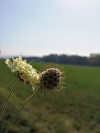 Close-up of dandelion on field against sky