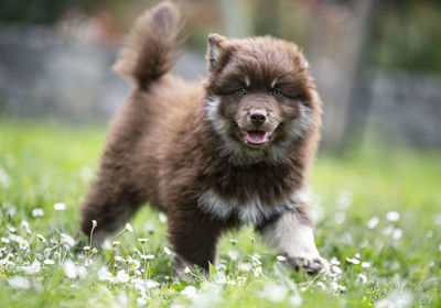 Close-up of dog running on field