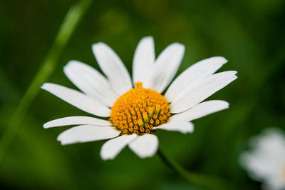 Close up of daisy flower