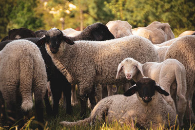 View of sheep on field