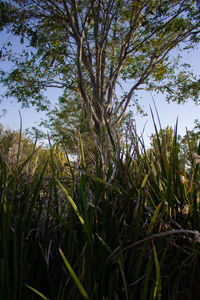 Close-up of fresh green plants and trees against sky