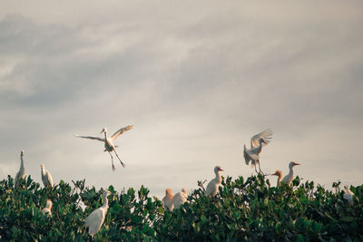 Birds flying over the sky