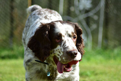 Close-up of dog on field