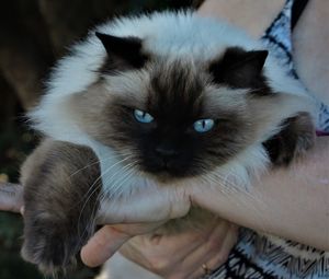 Close-up of hand holding kitten