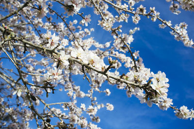 Low angle view of apple blossoms in spring