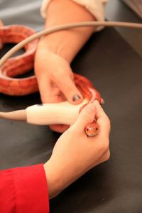 Cropped hand of woman with veterinarian examining snake