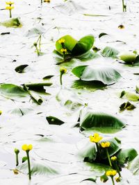 Fresh white flowers floating on water in lake