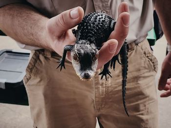 Midsection of person holding baby alligator at zoo