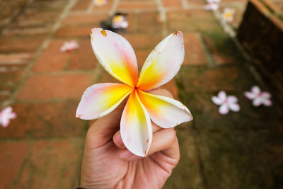 Close-up of hand holding frangipani outdoors