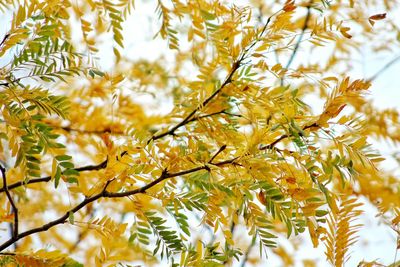 Low angle view of tree against sky