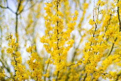 Close-up of yellow flowering plant