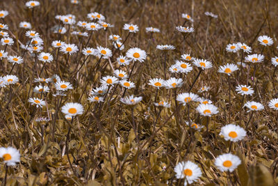 High angle view of white flowering plants on field