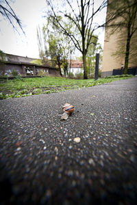 Surface level of road against trees