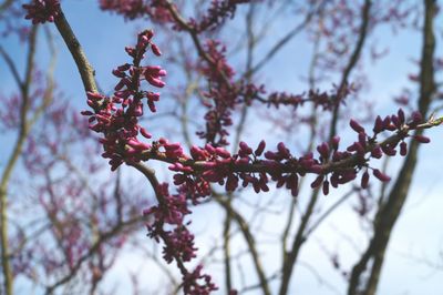 Low angle view of cherry blossom tree