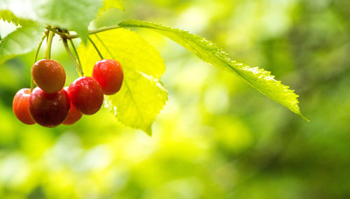 Close-up of strawberry growing on plant