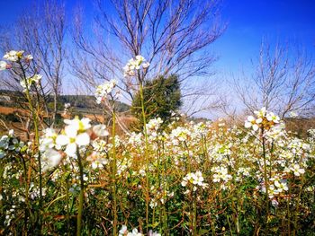 Low angle view of flowering plants on field against sky