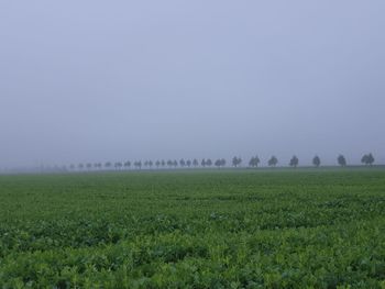 Scenic view of field against clear sky