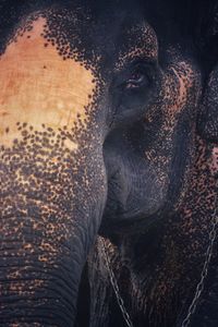 Close-up of elephant