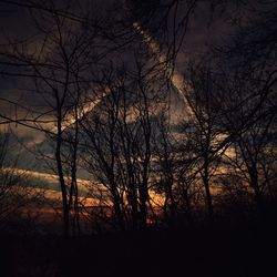 Silhouette of bare trees at sunset