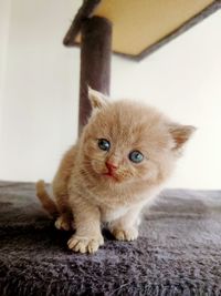 Portrait of cat