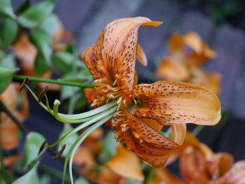 Close-up of day lily blooming outdoors