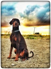 Portrait of dog at sunset