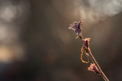 Close-up of wilted plant against blurred background