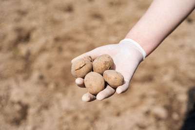 Planting potatoes in the ground. early spring preparation for the garden season.