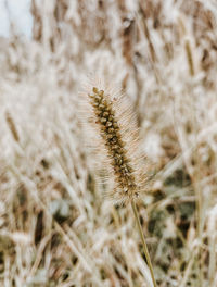 Close-up of dried plant on field