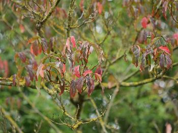Close-up of red leaves on tree