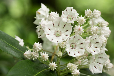 Close-up of white flowering plant