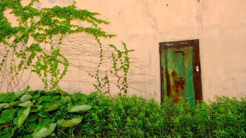 Ivy growing on wall of building