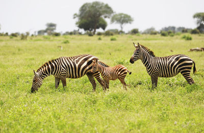 Zebra zebras on grassy field