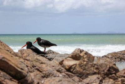 Oyster catchers