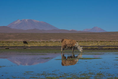 Llamas grazing by lake against mountains