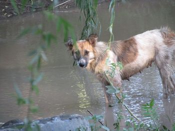 Dog in a lake