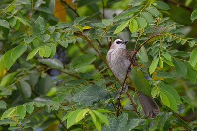 Bird perching on a tree