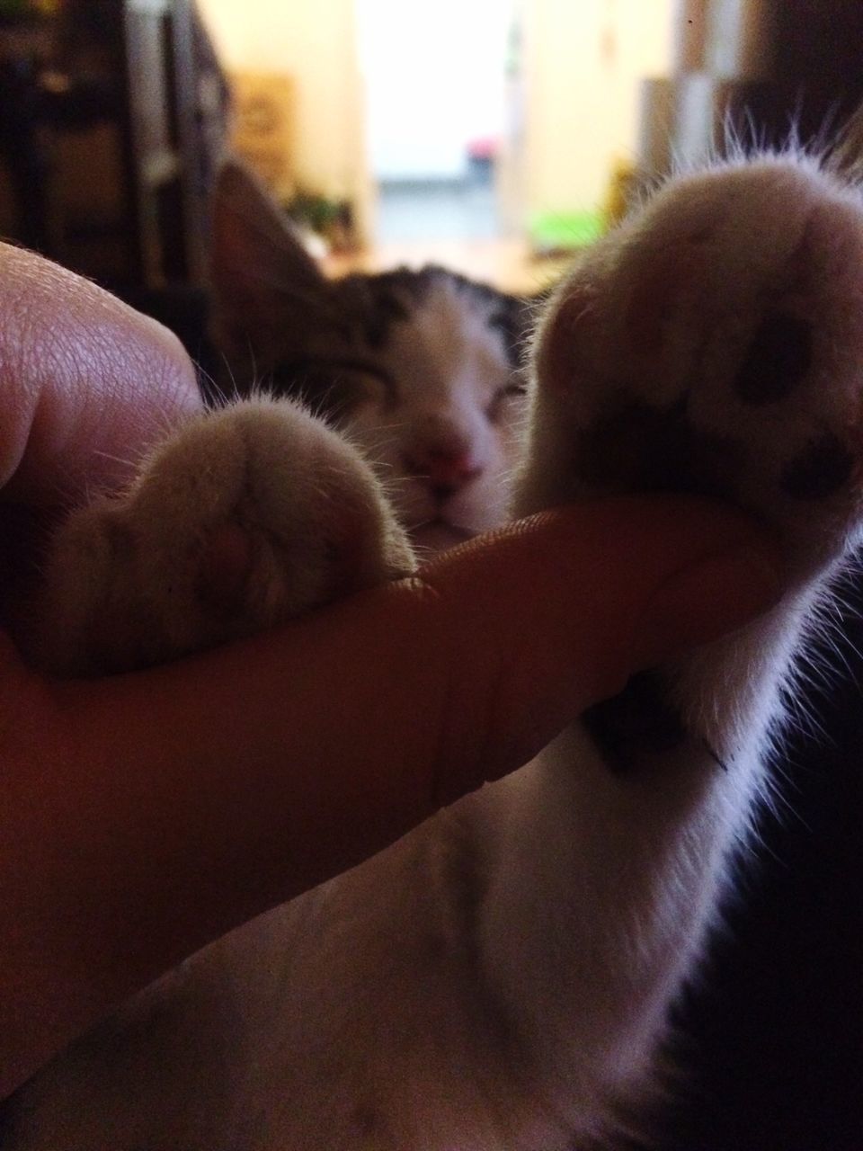 CLOSE-UP OF CAT WITH HANDS