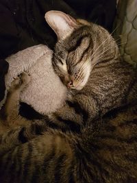 Close-up of cat sleeping on bed at home