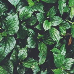 Full frame shot of green leaves