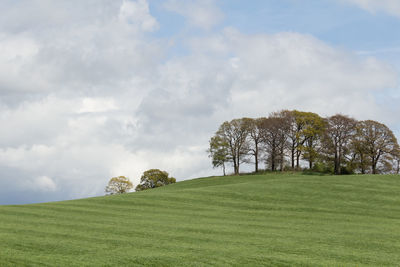 Trees on field against sky