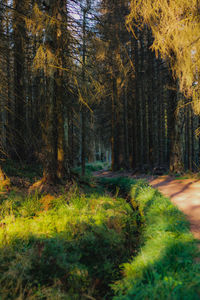 Pine trees in forest