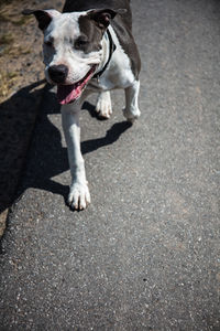 High angle view of dog on road
