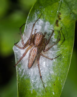 Close-up of spider