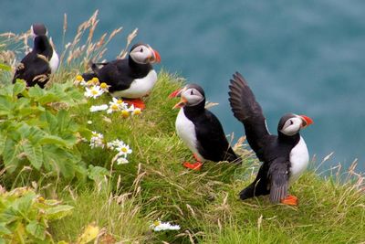 Birds on grass